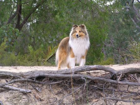 Shetland Sheepdog for sale by AUSTWAY