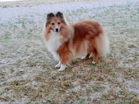Shetland Sheepdog for sale by AUSTWAY
