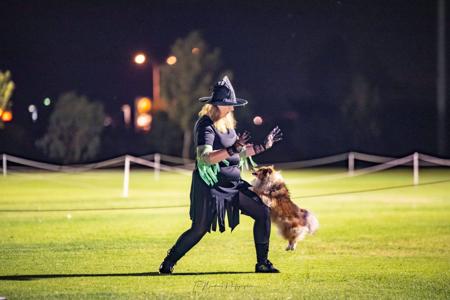 Shetland Sheepdog for sale by AUSTWAY