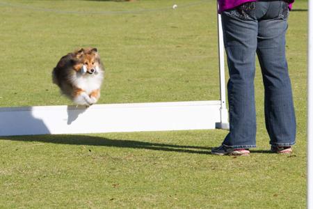Shetland Sheepdog for sale by AUSTWAY