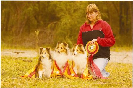 Shetland Sheepdog for sale by AUSTWAY
