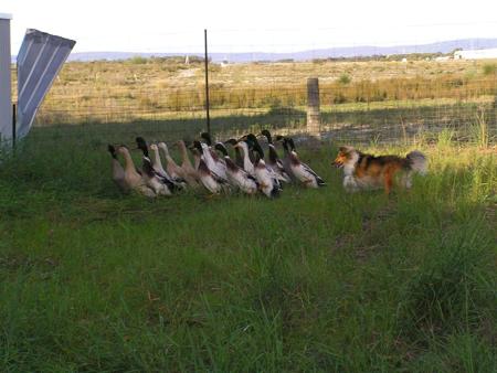 Shetland Sheepdog for sale by AUSTWAY