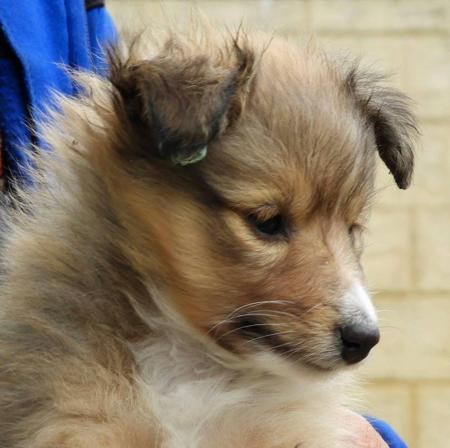 Shetland Sheepdog puppy for sale by DRUSSELL