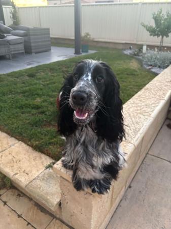 Cocker Spaniel for sale by AINEGLEN