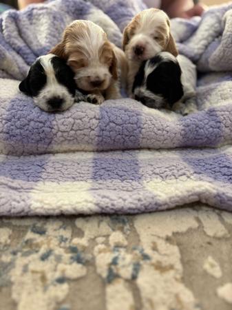 Cocker Spaniel for sale by AINEGLEN