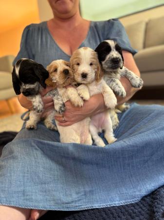 Cocker Spaniel for sale by AINEGLEN