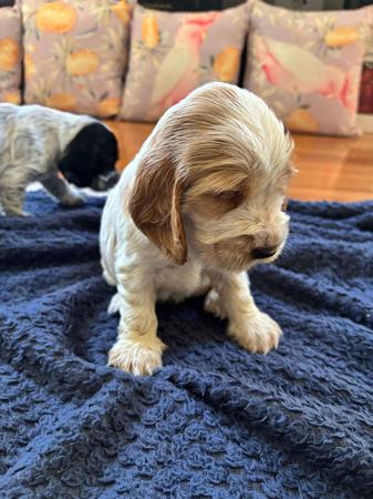 Cocker Spaniel for sale by AINEGLEN