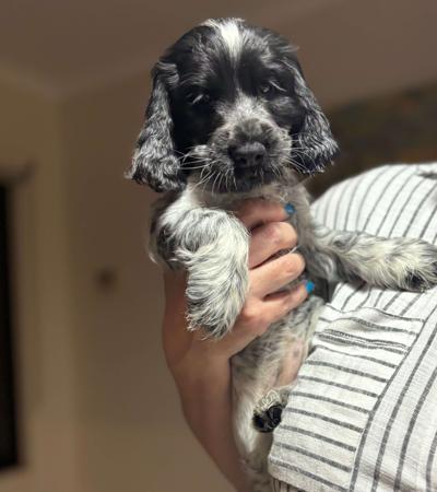 Cocker Spaniel for sale by AINEGLEN