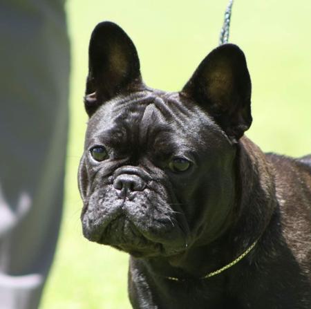 French Bulldog for sale by SANSPRIX