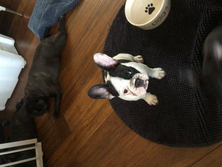 French Bulldog for sale by SANSPRIX