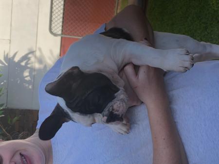French Bulldog for sale by SANSPRIX