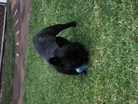 French Bulldog for sale by SANSPRIX