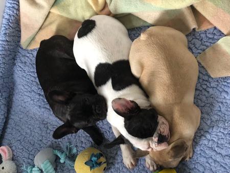 French Bulldog for sale by SANSPRIX