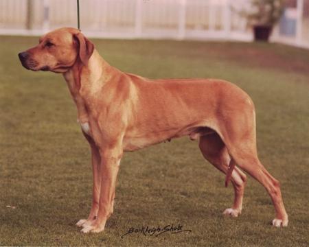 Rhodesian Ridgeback for sale by VISHALAH