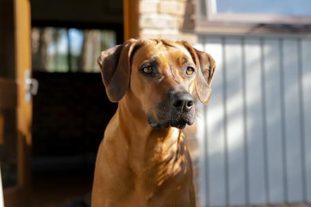 Rhodesian Ridgeback for sale by VISHALAH