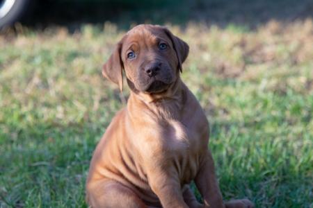 Rhodesian Ridgeback for sale by VISHALAH