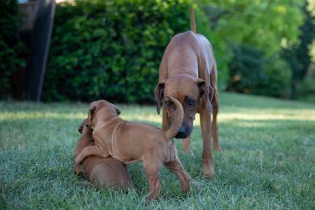 Rhodesian Ridgeback for sale by VISHALAH
