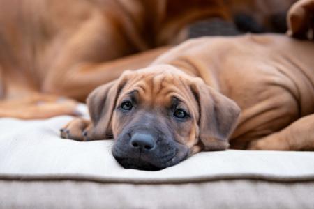 Rhodesian Ridgeback for sale by VISHALAH