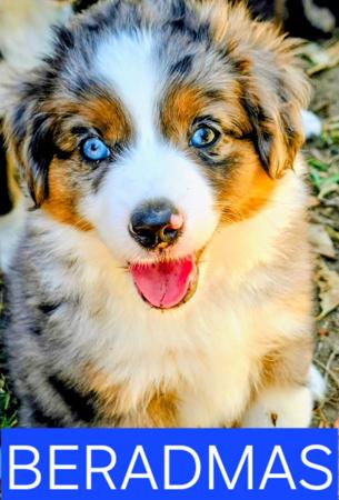 Miniature American Shepherd for sale by BERADMAS