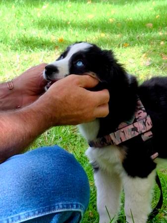 Miniature American Shepherd for sale by BERADMAS