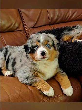 Miniature American Shepherd for sale by BERADMAS