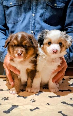 Miniature American Shepherd for sale by BERADMAS