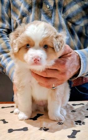 Miniature American Shepherd for sale by BERADMAS