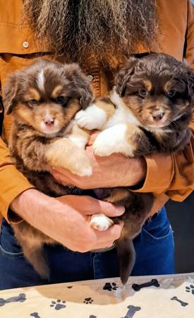 Miniature American Shepherd for sale by BERADMAS