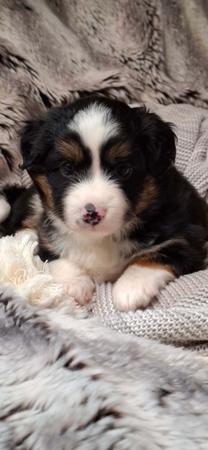 Miniature American Shepherd for sale by BERADMAS