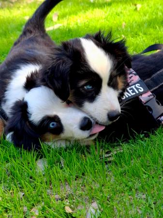 Miniature American Shepherd for sale by BERADMAS