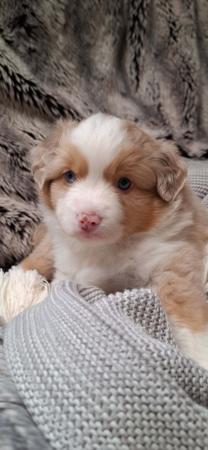Miniature American Shepherd for sale by BERADMAS