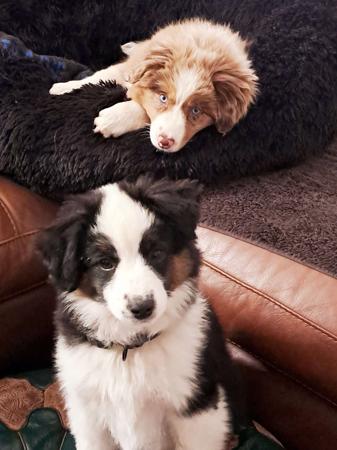 Miniature American Shepherd for sale by BERADMAS