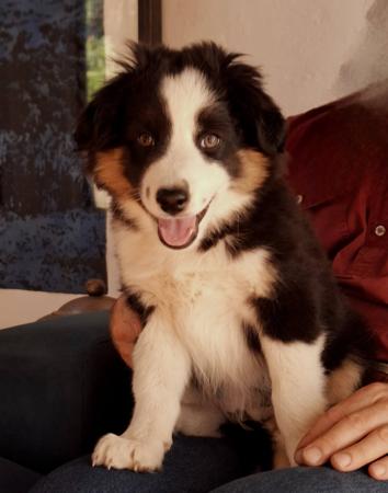 Miniature American Shepherd for sale by BERADMAS