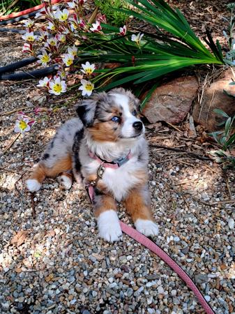 Miniature American Shepherd for sale by BERADMAS