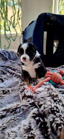 Miniature American Shepherd for sale by BERADMAS