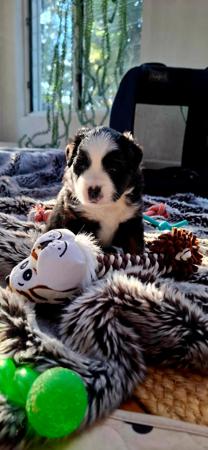Miniature American Shepherd for sale by BERADMAS