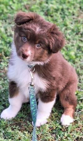 Miniature American Shepherd for sale by BERADMAS