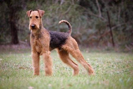 Airedale Terrier for sale by LOPHAYA