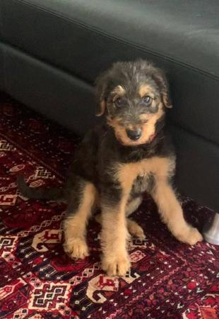 Airedale Terrier for sale by LOPHAYA