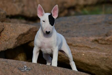 Bull Terrier for sale by PARIBENBULLTERRIERS