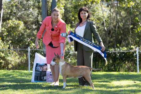 Pariben Regina Diablo Bull Terrier