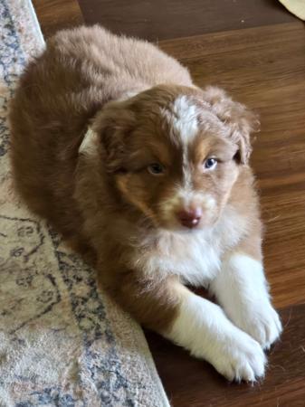 Australian Shepherd for sale by MAPPHIRE