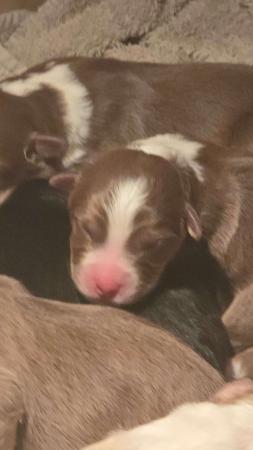 Australian Shepherd for sale by MAPPHIRE