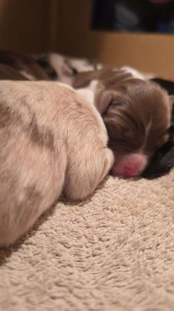 Australian Shepherd for sale by MAPPHIRE