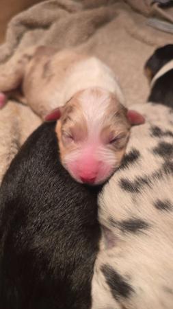 Australian Shepherd for sale by MAPPHIRE