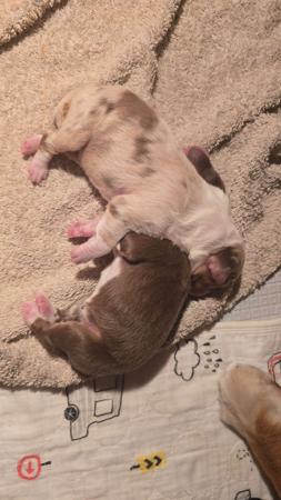 Australian Shepherd for sale by MAPPHIRE