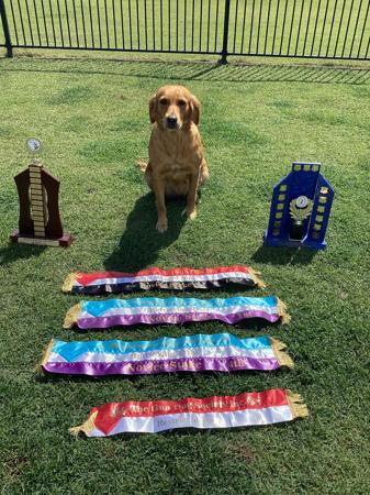 Golden Retriever puppy for sale by RUNWYLDE