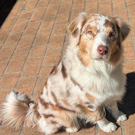 Australian Shepherd for sale by JAZKHAM
