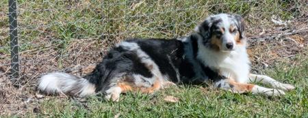 Australian Shepherd for sale by JAZKHAM