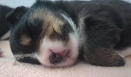Australian Shepherd for sale by JAZKHAM